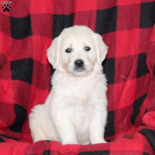 Thunder, English Cream Golden Retriever Puppy